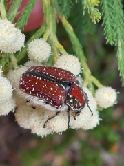 Trichostetha capensis capensis