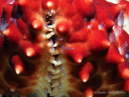 Red Cushion Sea Star photographed in Florida