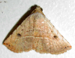 Eublemma gayneri