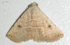 Eublemma gayneri