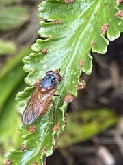 Rhingia rostrata