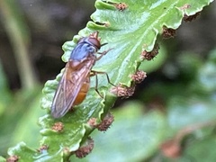 Rhingia rostrata