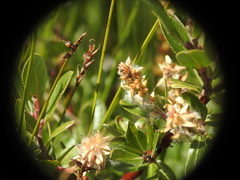 Salix breviserrata