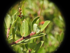Salix breviserrata