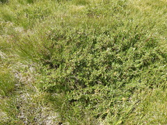 Salix breviserrata