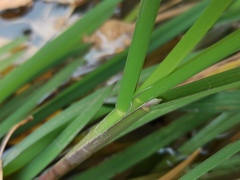Glyceria notata