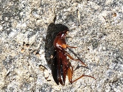 Trichotichnus dichrous