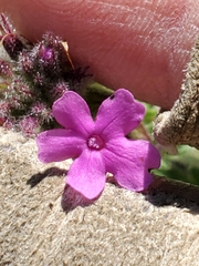 Glandularia tumidula