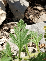 Glandularia tumidula