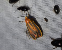Hypoprepia miniata