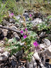 Glandularia tumidula