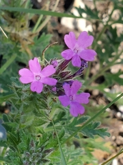 Glandularia tumidula