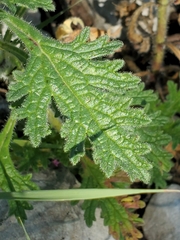 Glandularia tumidula