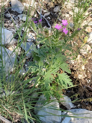 Image of Plains Mock Vervain (Glandularia tumidula) by (c) Jo Roberts, some rights reserved (CC BY)