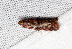 Ephestiopsis oenobarella