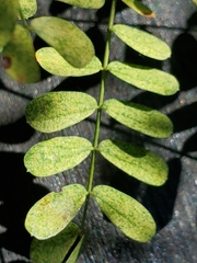 Leucaena retusa