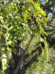 Leucaena retusa