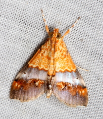Tetracona amathealis