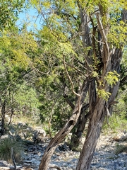 Leucaena retusa