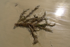 Carpophyllum plumosum