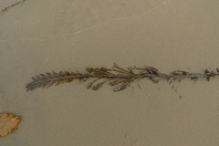 Carpophyllum maschalocarpum