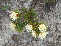 Agathosma hookeri