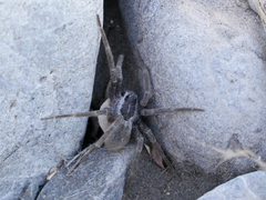 Dolomedes aquaticus