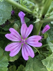 Malva sylvestris