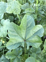 Malva sylvestris