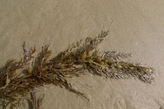 Carpophyllum plumosum