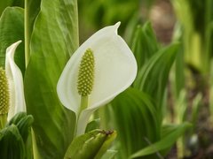 Lysichiton camtschatcensis