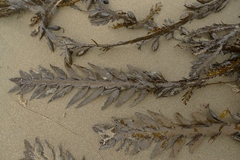 Carpophyllum maschalocarpum