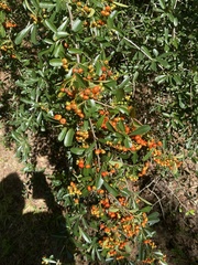 Ilex myrtifolia