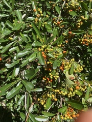 Ilex myrtifolia