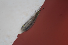 Brachynemurus mexicanus