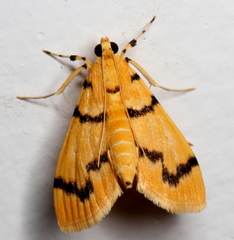 Dichocrocis clytusalis
