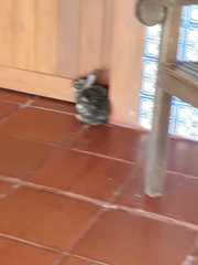 Sylvilagus brasiliensis