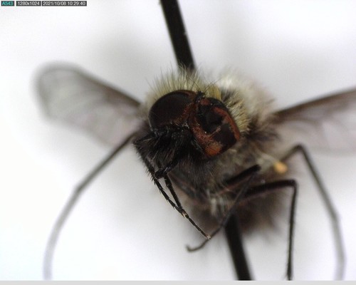 iNaturalist observation photo of Conophorus