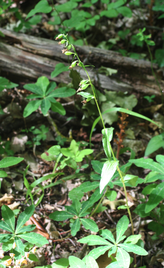 Epipactis persica