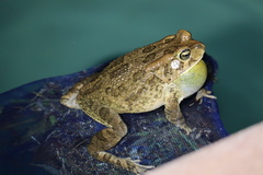 Sclerophrys poweri