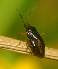 Deraeocoris maoricus