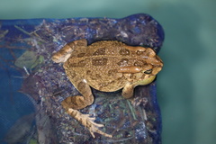 Sclerophrys poweri