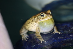 Sclerophrys poweri
