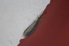 Brachynemurus mexicanus