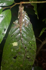 Gonocephalus bornensis