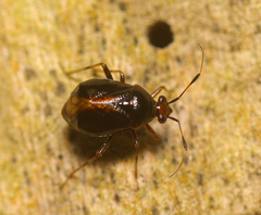 Deraeocoris maoricus