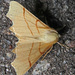 September Thorn - Photo (c) Yuri Bengus, some rights reserved (CC BY-NC), uploaded by Yuri Bengus