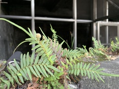 Pteris vittata