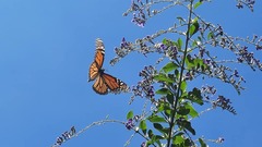 Danaus plexippus