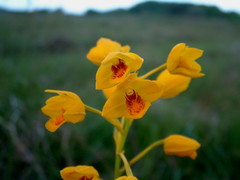Eulophia odontoglossa